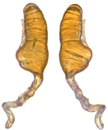 Réf. 293 915 : Bembidion sp.